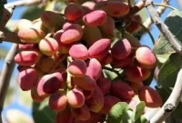 افزایش قیمت پسته در راستای جهش قیمت ارز افزایش قیمت پسته در راستای جهش قیمت ارز