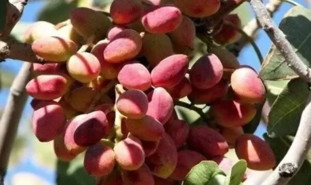 افزایش قیمت پسته در راستای جهش قیمت ارز