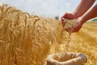 تحويل بیش از ۸.۲ میلیون تن گندم به دولت