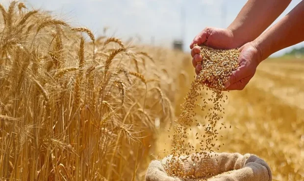 تحويل بیش از ۸.۲ میلیون تن گندم به دولت
